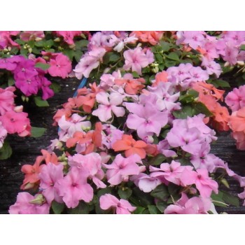 Impatiens (Beijo-Americano)